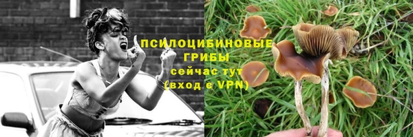 шишки Белокуриха